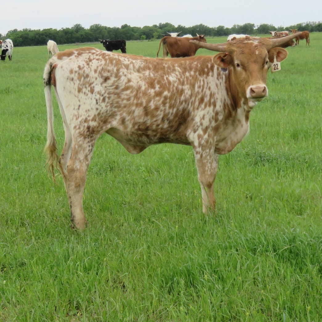 Cattle for Sale Oklahoma & Texas Longhorn Investments Semkin Longhorns